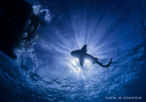 Nurse Shark was curious about our dive boat! by Ken Kiefer 